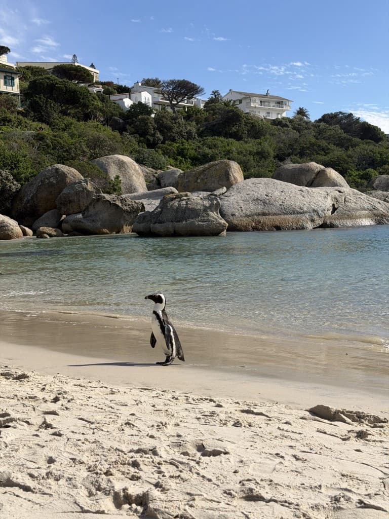 An African penguin on the sand at Boulders Beach